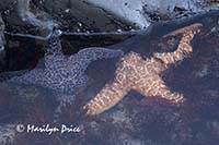 Ochre sea star