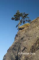 A tree clings to a cliff