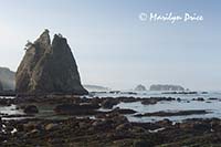 Split Rock and sea stacks, Rialto Beach, Olympic National Park, WA