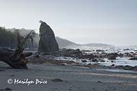 Sea stacks, Rialto Beach, Olympic National Park, WA