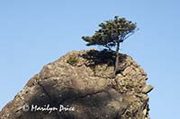 Survival, a tree atop a sea stack