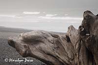 Driftwood and fog