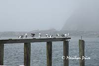 Even the seagulls are grounded, La Push, WA