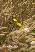 Flowers and grasses blowing in the wind