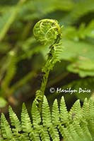 A new fern frond