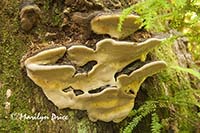 Shelf fungus growing on a tree, on the trail to Third Beach, Olympic National Park, WA