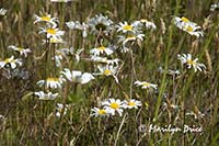 Wildflowers and grasses blowing in the wind, by the side of the road, Forks, WA