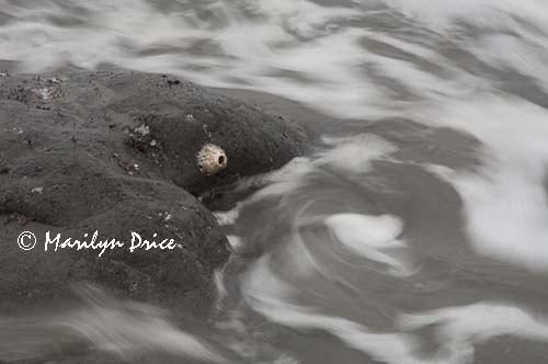 Barnacle, rock, and waves