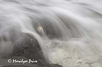 Barnacle, rock, and waves