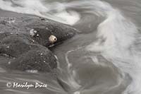 Barnacle, rock, and waves