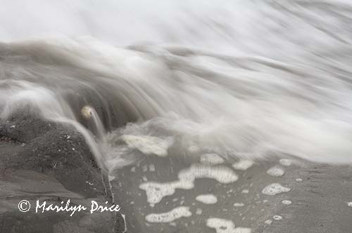 Barnacle, rock, and waves