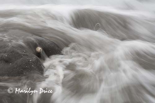 Barnacle, rock, and waves