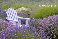 Lavender and chair, Purple Haze Lavender Farm, Sequim, WA