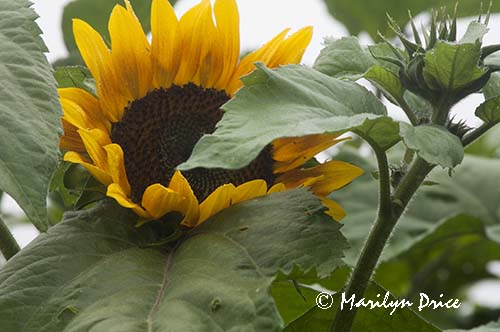 Sunflower, Purple Haze Lavender Farm, Sequim, WA