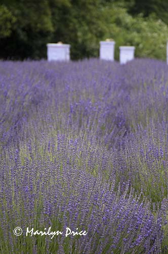 Lavender and bee boxes, Jardin du Soliel, Sequim, WA