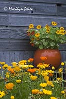 Pot of nasturtiums and calendula against a barn, Sequim, WA