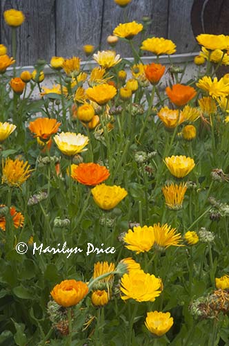 Calendula, Sequim, WA