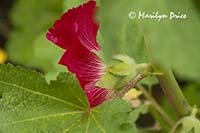 Hollyhocks, Sequim, WA