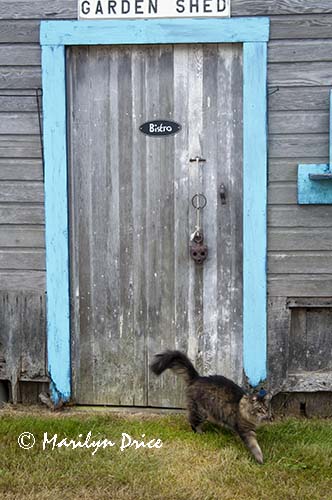 Cat at garden shed door, Sequim, WA