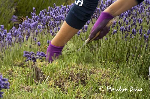 Harvesting lavender, Olympic Lavender Farm, Sequim, WA