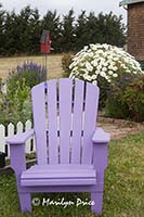 Adirondack chair with daisies, Olympic Lavender Farm, Sequim, WA