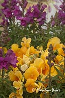 Pansies and snapdragons, Olympic Lavender Farm, Sequim, WA