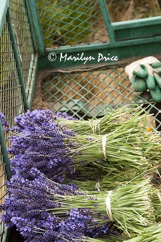 Bundles of harvested lavender in a garden cart, Olympic Lavender Farm, Sequim, WA