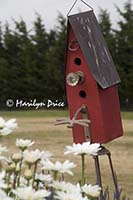 Birdhouse and daisies, Olympic Lavender Farm, Sequim, WA