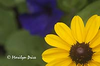 Rudbeckia and petunia, Butchart Gardens, Victoria, BC