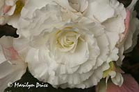 White tuberous begonia, Butchart Gardens, Victoria, BC