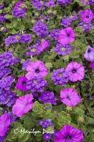 Petunias and verbena, Butchart Gardens, Victoria, BC