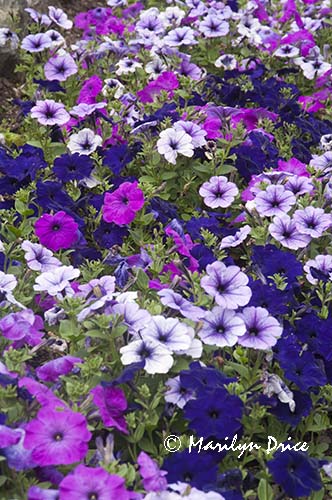 Purple petunias, Butchart Gardens, Victoria, BC