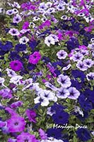 Purple petunias, Butchart Gardens, Victoria, BC