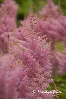 Pink astilbe, Butchart Gardens, Victoria, BC