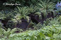 Mining carts filled with ferns, Butchart Gardens, Victoria, BC