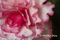 Tuberous begonia, Butchart Gardens, Victoria, BC