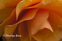 Tuberous begonia, Butchart Gardens, Victoria, BC