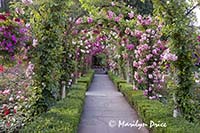 Arbor over a foot path, Rose Garden, Butchart Gardens, Victoria, BC