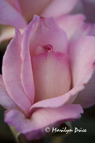 Rose, Butchart Gardens, Victoria, BC