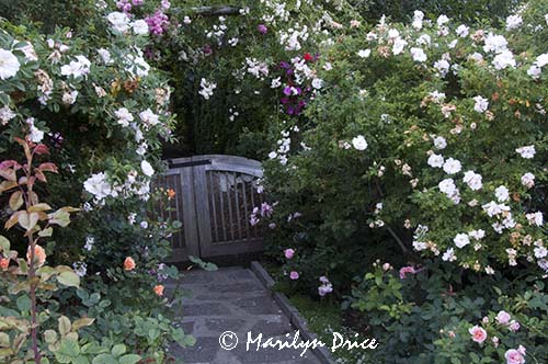 Gate and path, Rose Garden, Butchart Gardens, Victoria, BC