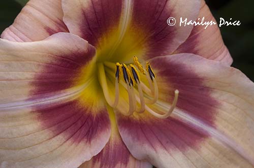 Daylily, Butchart Gardens, Victoria, BC