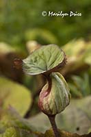 Newly emerging leaf on a Golden Groundsel (Ligularia dentata 'Desdemona')