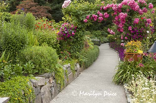 Path through the Rose Garden, Butchart Gardens, Victoria, BC