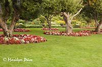 Trees and begonias, Butchart Gardens, Victoria, BC