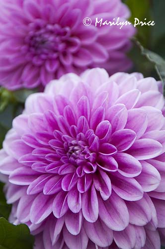 Dahlia, Butchart Gardens, Victoria, BC