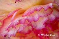 Tuberous begonia, Butchart Gardens, Victoria, BC