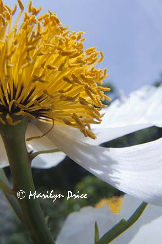 White poppy, Hatley Castle, Victoria, BC