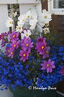 Cosmos and lobelia, Fisherman's Wharf, Victoria, BC