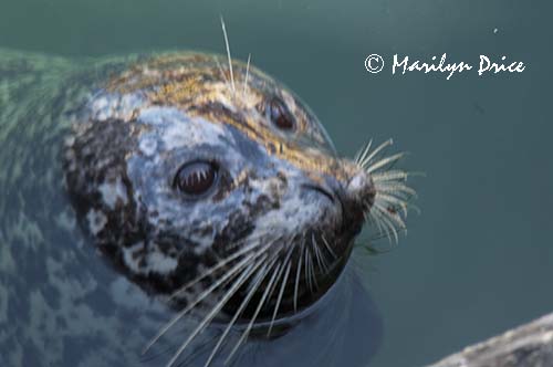 Harbor seal, Fisherman's Wharf, Victoia, BC