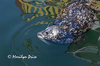 Harbor seal, Fisherman's Wharf, Victoria, BC